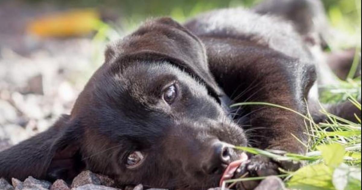 Foto- Imagen IlustrativaGoogle