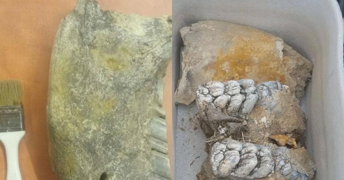 Rescate paleontoloacutegico en Los Quiroga- hallan foacutesiles y activan un raacutepido operativo cientiacutefico