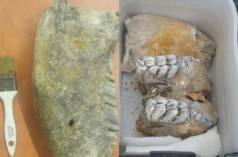 Rescate paleontoloacutegico en Los Quiroga- hallan foacutesiles y activan un raacutepido operativo cientiacutefico