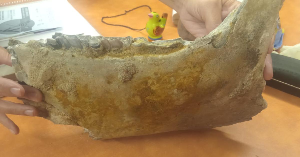 Hallaron foacutesiles en Los Quiroga y activaron un veloz operativo cientiacutefico