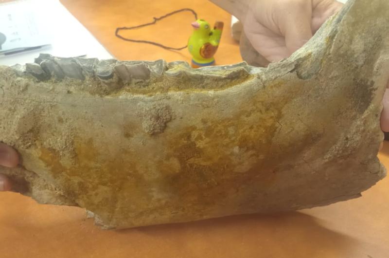 Hallaron foacutesiles en Los Quiroga y activaron un veloz operativo cientiacutefico