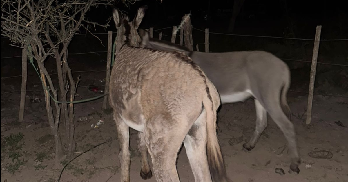 Abiegato en Los Telares- un vecino denuncioacute a un conocido que le roboacute dos burros