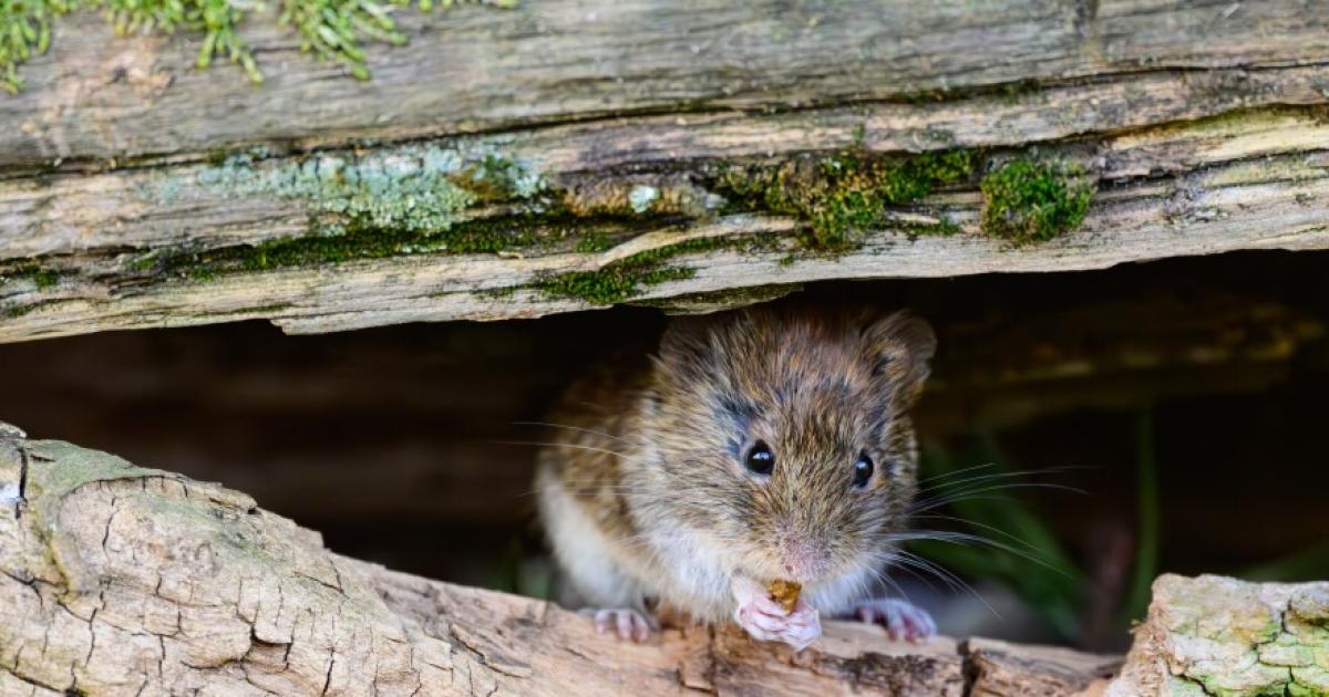 Una duda que desvela- iquestlos haacutemsteres pueden transmitir el hantavirus