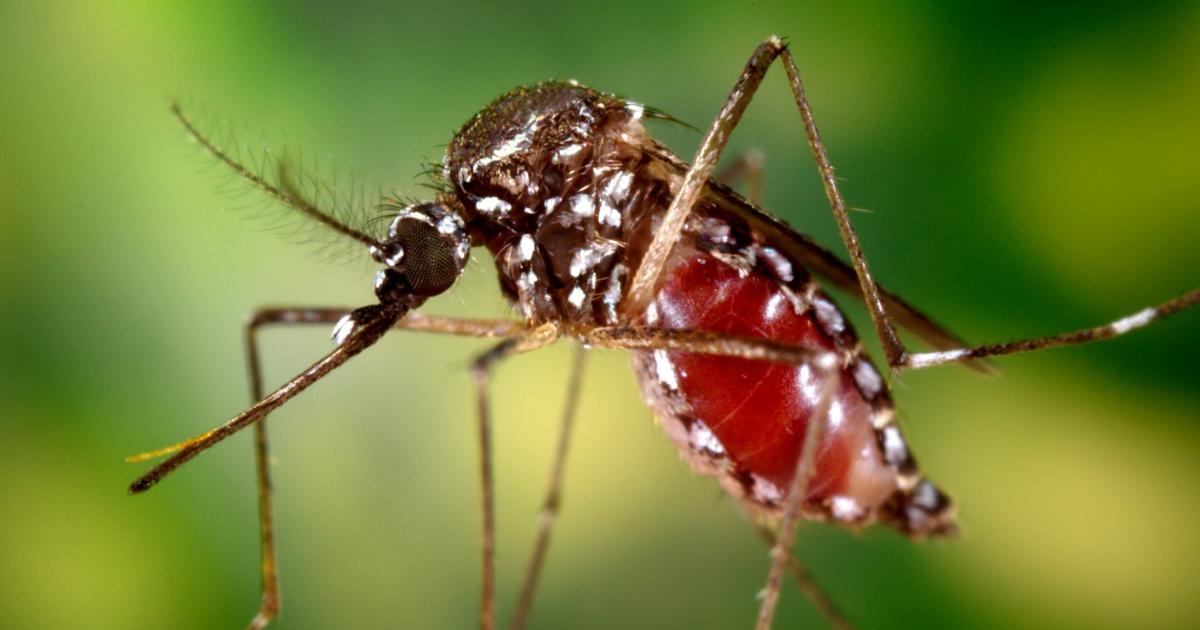 Aumentan los casos de chikungunya en la regioacuten NOA