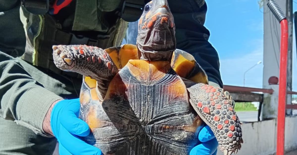 Detuvieron a una mujer que trasladaba una tortuga oculta en una olla