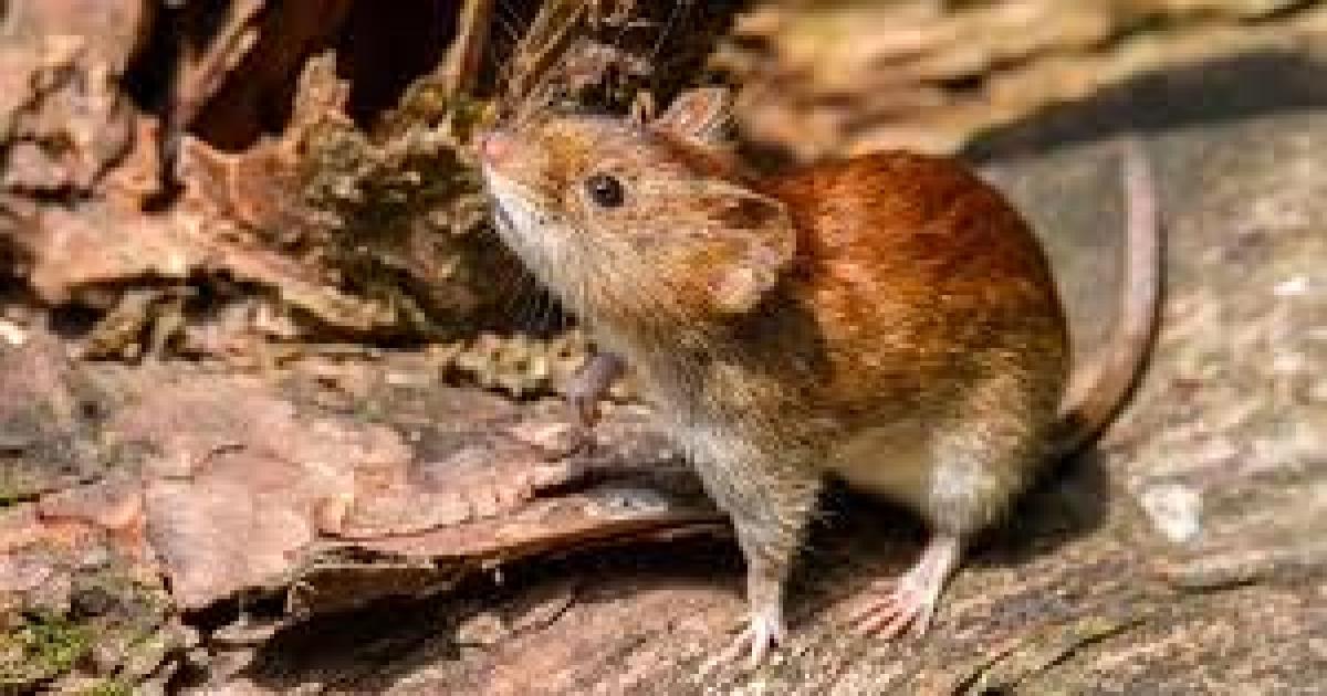 La OMS advierte que el hantavirus es altamente contagioso en su etapa inicial