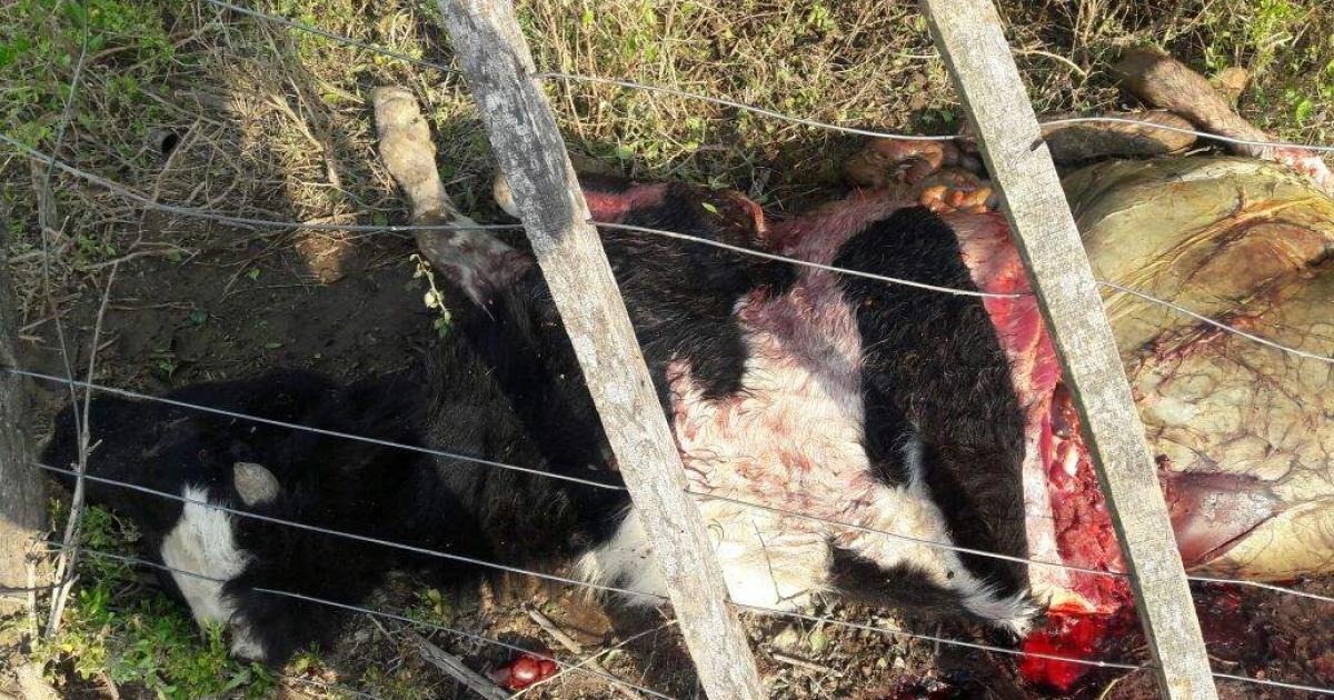 Faenaron 3 vacas Bradford- calculan peacuterdidas millonarias para productor