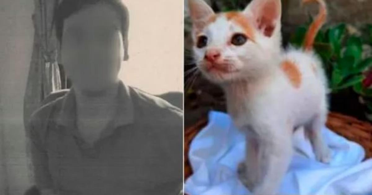Denuncian a un joven por adoptar gatos torturarlos cocinarlos y repartirlos como croquetas en una parroquia