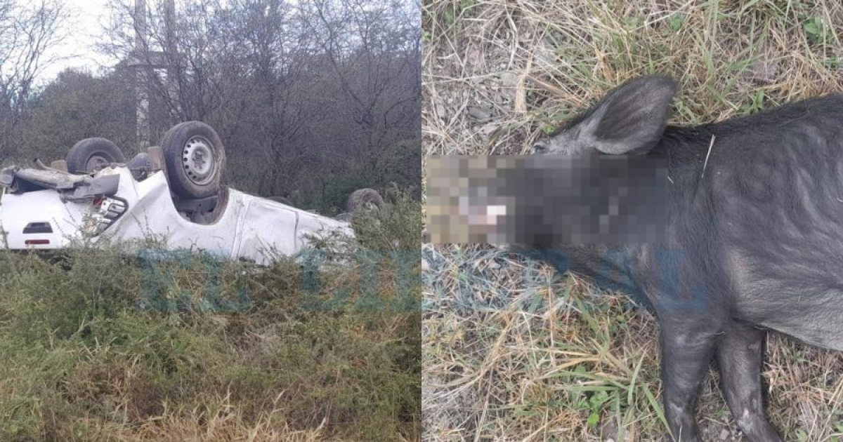 Choque y vuelco en Ruta 5- dos camionetas impactaron tras intentar esquivar animales