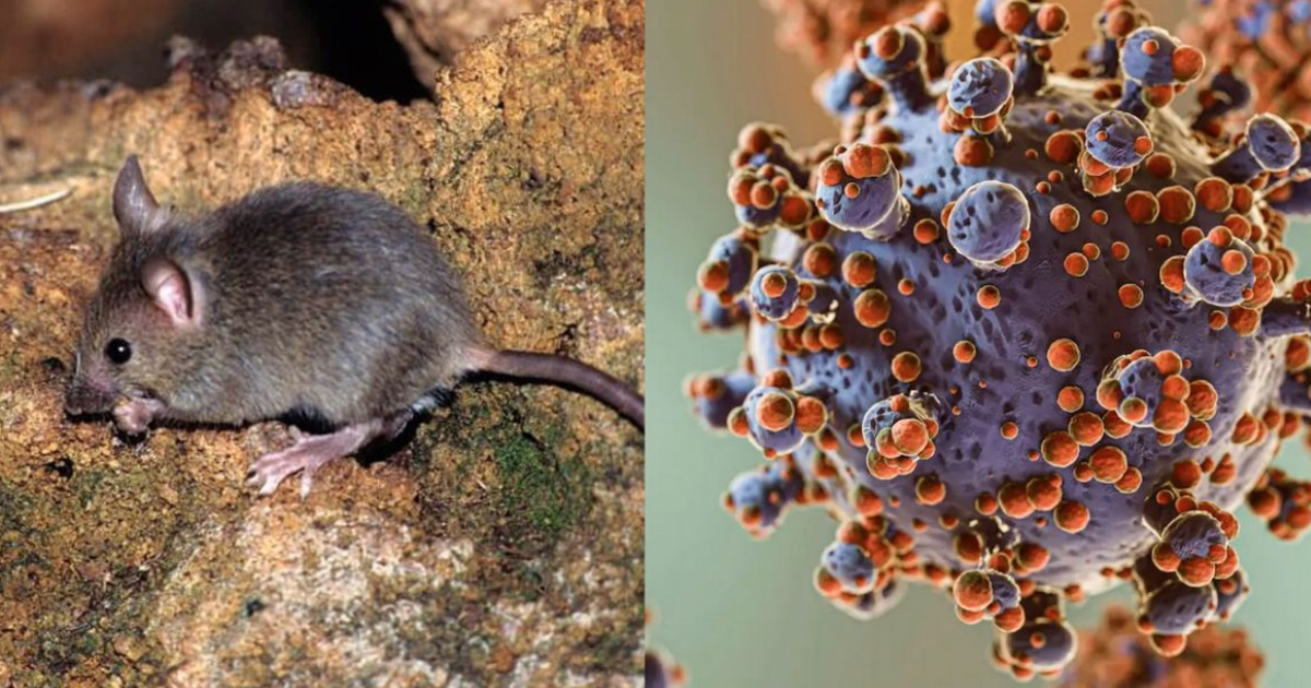 Hantavirus en Argentina- se identificaron 3 nuevos casos 