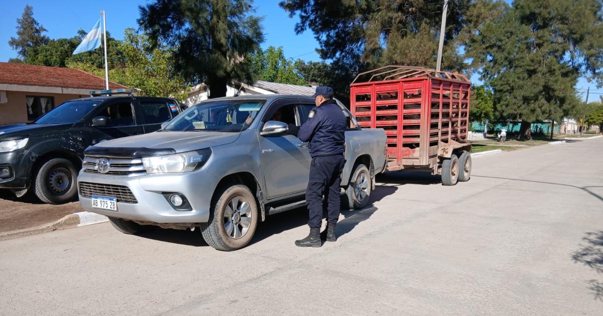 Cayoacute con cuatro vacunos en un traacuteiler y no pudo justificar su procedencia