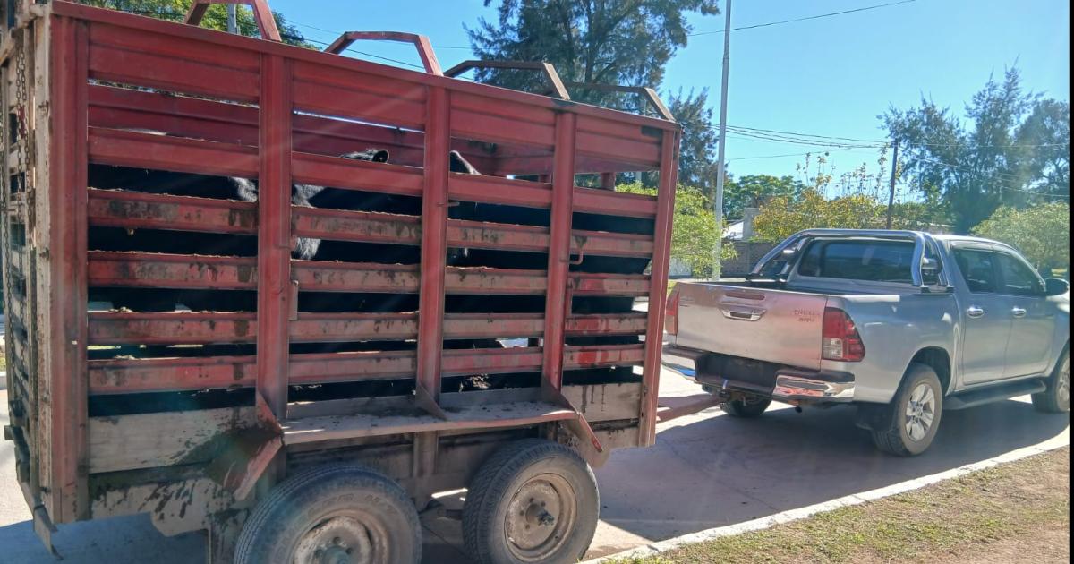 Detienen a carnicero que transportaba ganado robado en una camioneta