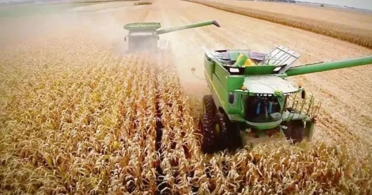 El Gobierno bajaraacute las retenciones al maiacutez girasol y sorgo a partir de 2027- coacutemo seraacute el cronograma de reduccioacuten