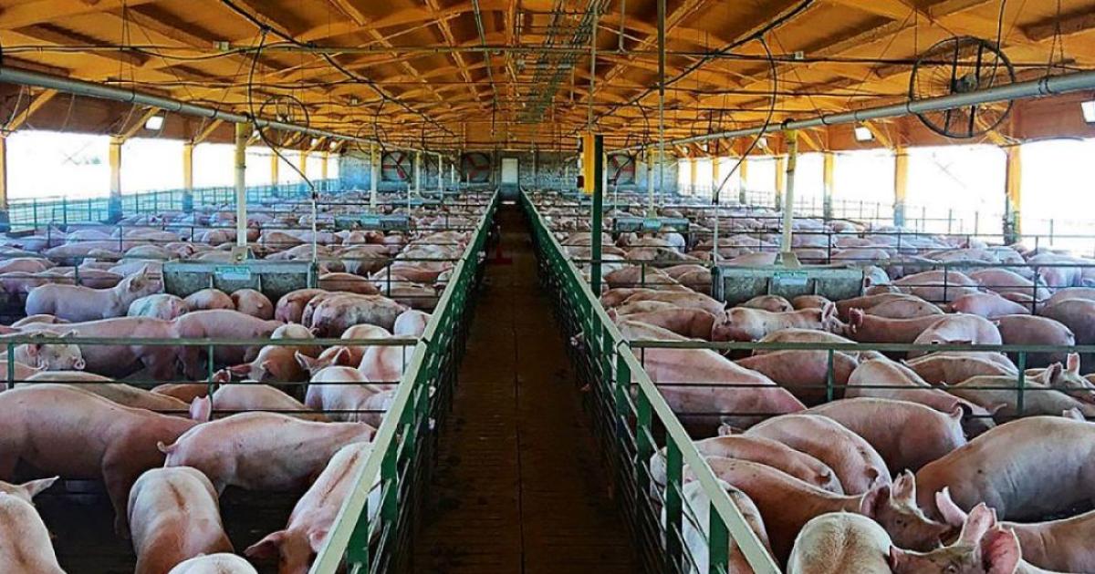 Confirmaron un caso de triquinosis y alertan sobre el consumo de cerdo- cuaacuteles son los siacutentomas y coacutemo se trata