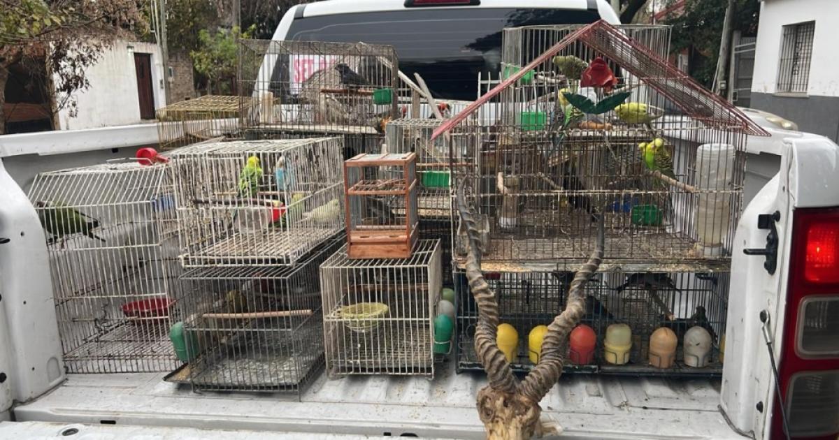 Cayoacute el delivery de animales- los vendiacutean por redes sociales y los enviaban bajo encomiendas a todo el paiacutes