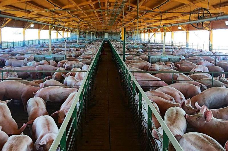 Confirmaron un caso de triquinosis y alertan sobre el consumo de cerdo- cuaacuteles son los siacutentomas y coacutemo se trata