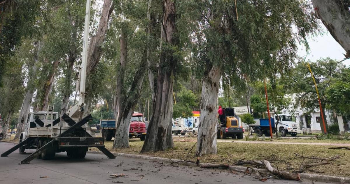La Municipalidad concretoacute la poda de eucaliptos de gran tamantildeo en el parque Aguirre