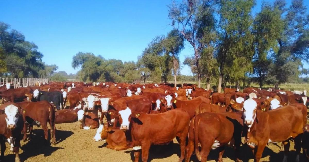 El diagnoacutestico temprano de prentildeez mejora la eficiencia en la criacutea