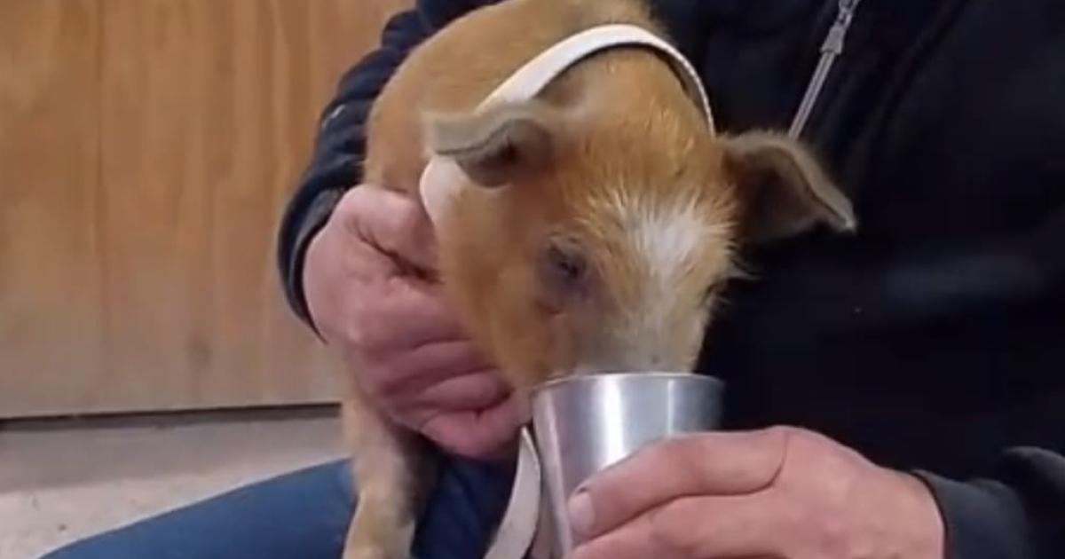 Denuncian a vecino por obligar a un cerdo a tomar vino tinto