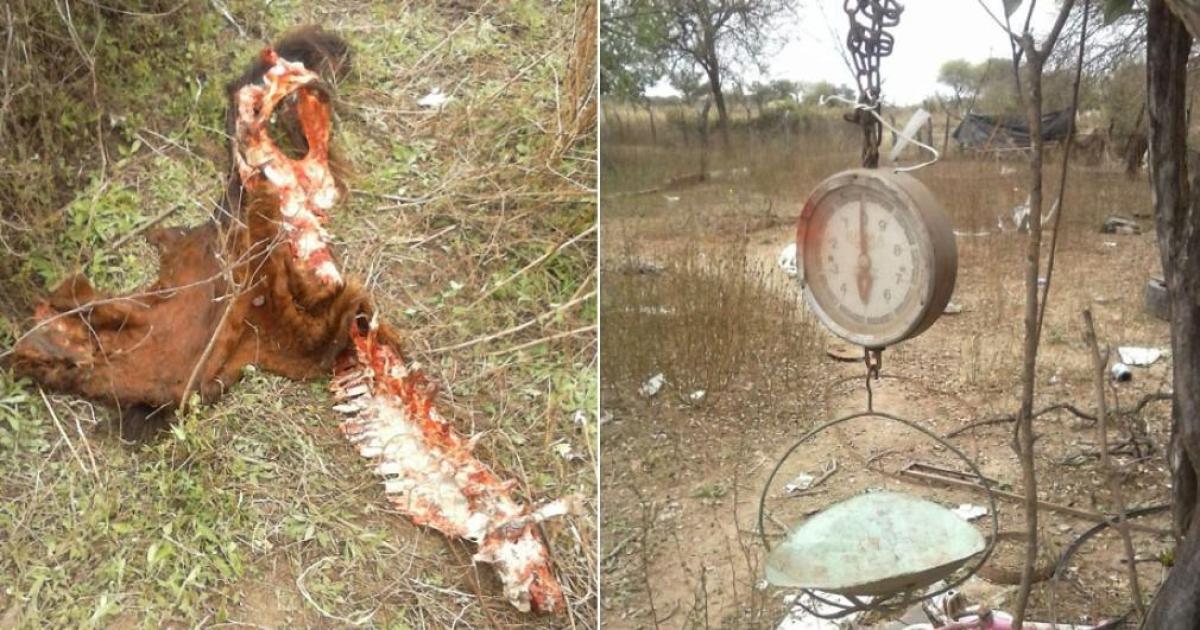 Cuatreros actuaron con crudeza- dejaron viacutesceras y feto en el campo