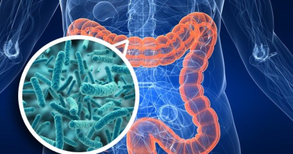 Fundacioacuten Mujer- la microbiota intestinal e importancia de los probioacuteticos y prebioacuteticos