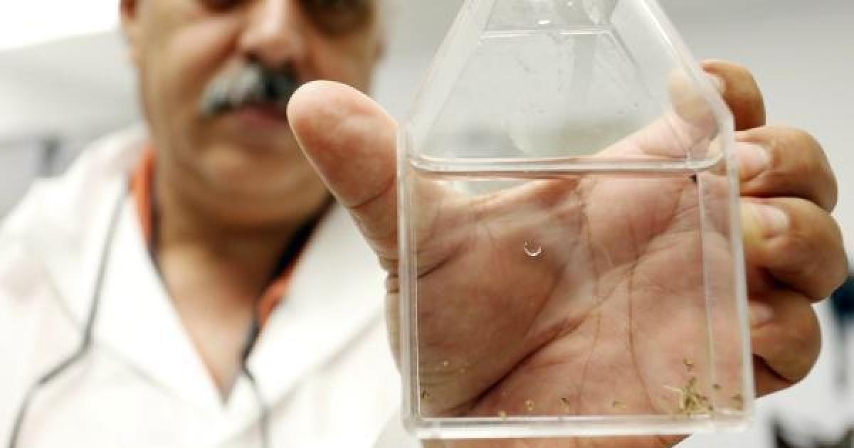 Reportan aparicioacuten de un caso de chikungunya en Santiago capital