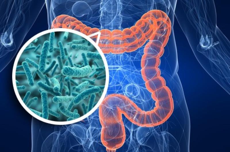 Fundacioacuten Mujer- la microbiota intestinal e importancia de los probioacuteticos y prebioacuteticos