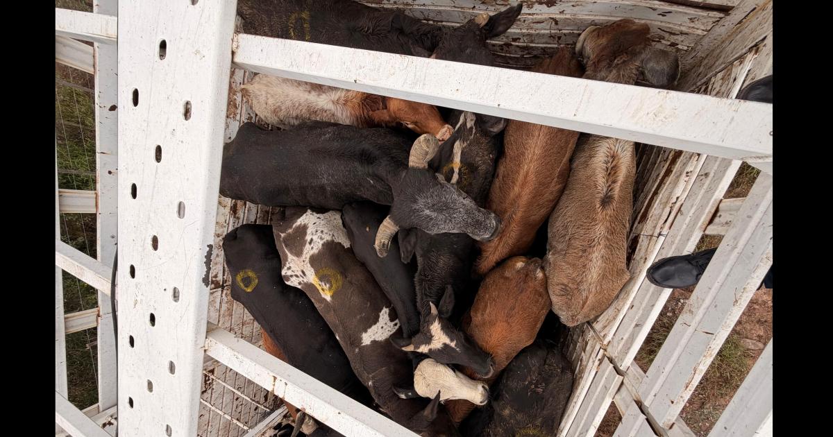 Interceptan dos camionetas y detienen a tres hombres con 17 vacas ilegales