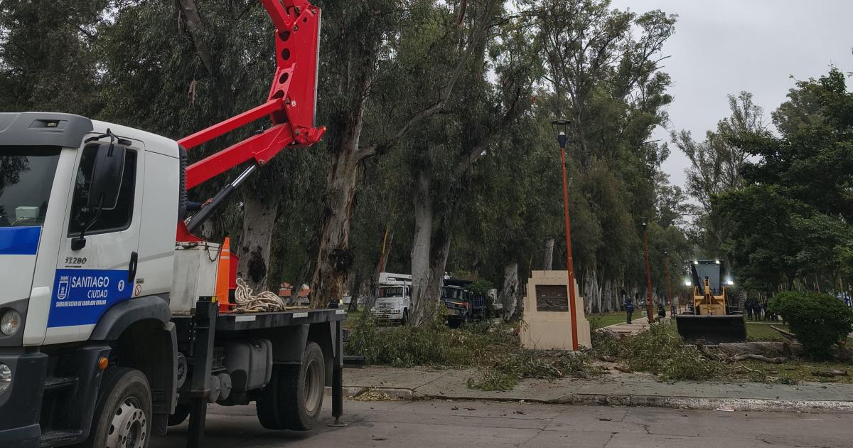 La Municipalidad realizoacute un operativo de poda preventiva de grandes eucaliptos