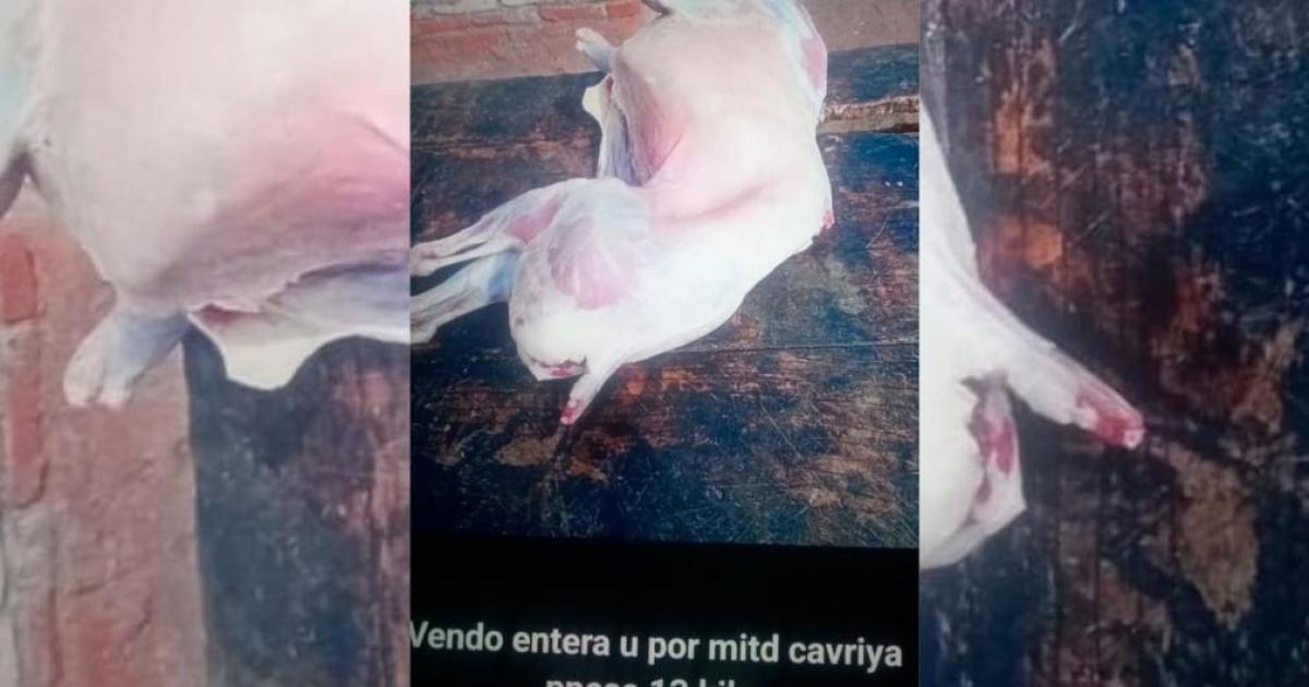 Acusan a cuatreros usan Facebook para vender carne de animal robado