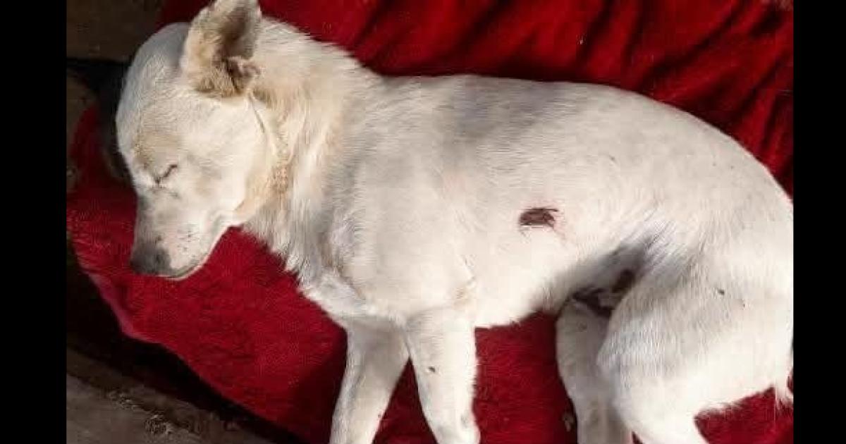 Desconocidos atacaron a tiros a un perro y lo dejaron al borde de la muerte