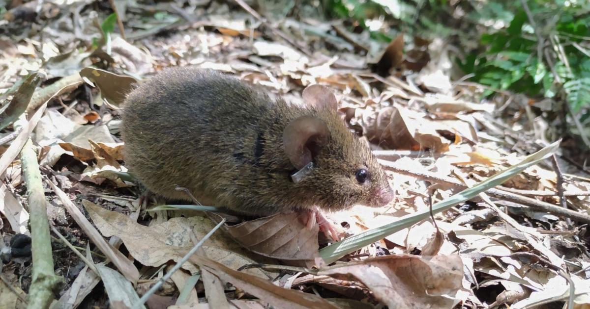 Murioacute la mujer que estaba internada con hantavirus