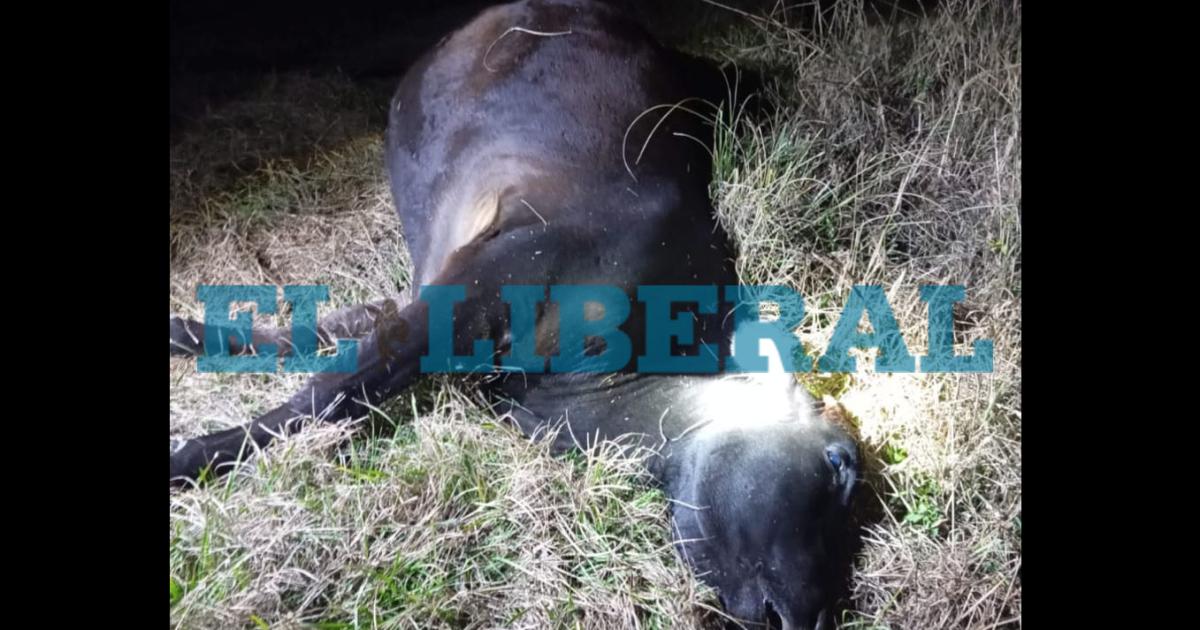 Un camionero chocoacute contra una vaca en la Ruta 157 y resultoacute ileso de milagro