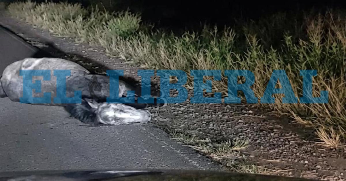 Un camioacuten chocoacute contra un caballo en la Ruta 6 y el chofer resultoacute herido cerca de Quimiliacute 