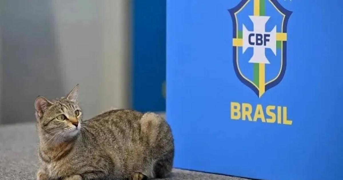 Brasil y la maldicioacuten del gato- del poleacutemico episodio en Qatar a una racha que no se detiene