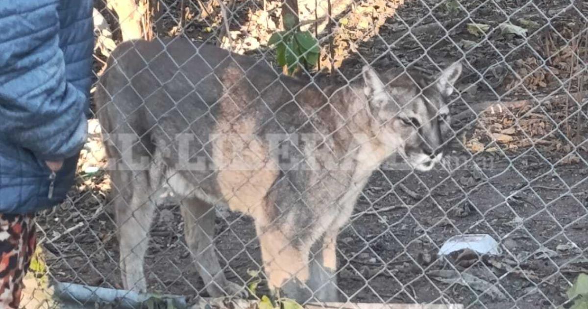 Impactante hallazgo en La Banda- encontraron cinco pumas tras un incendio en un predio