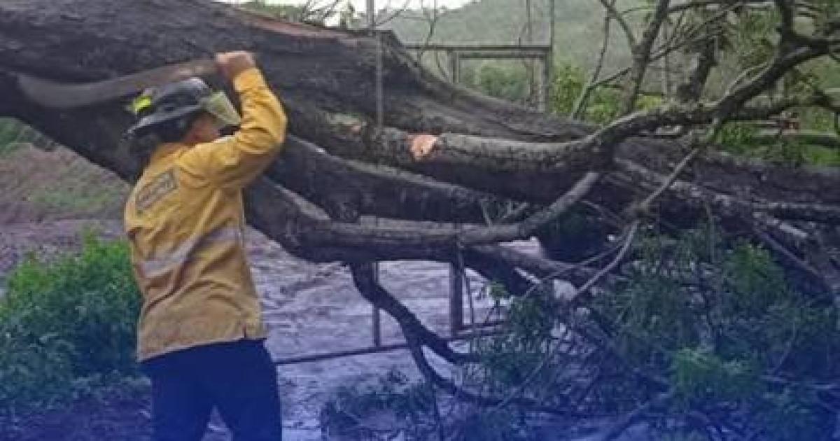 Un trabajador rural murioacute al ser aplastado cuando podaba un aacuterbol