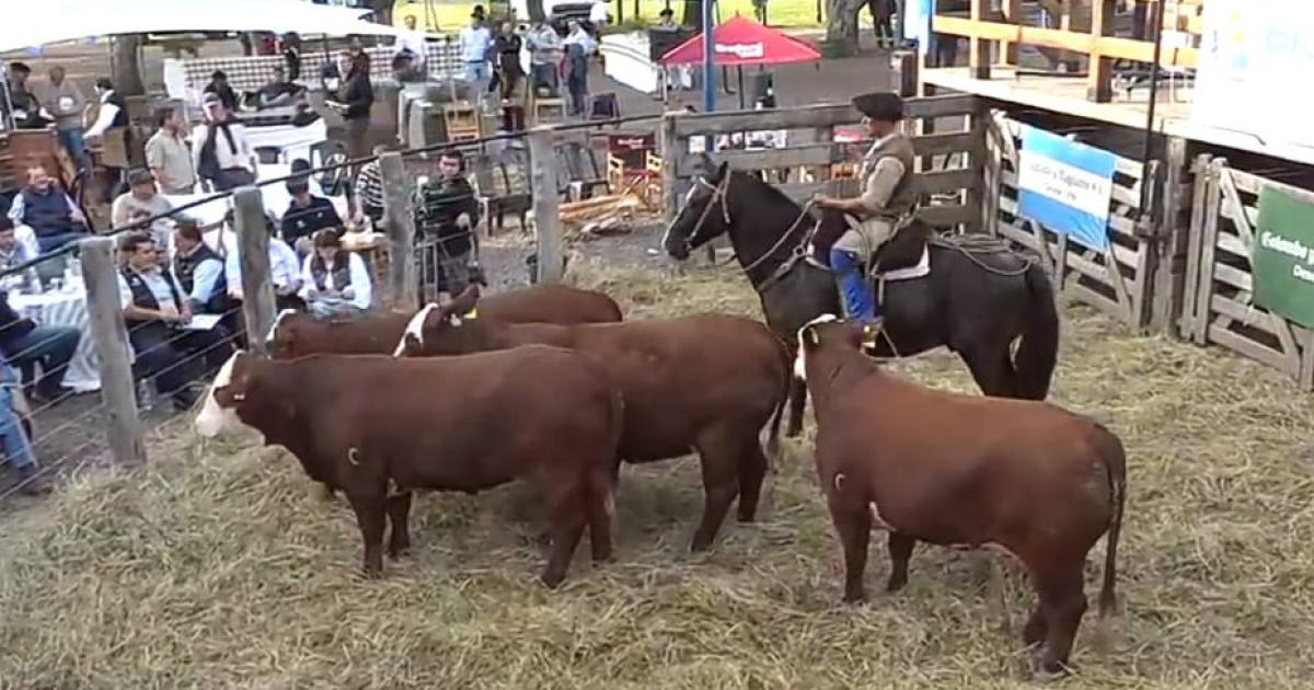 El Remate Anual de Cabantildea Pilagaacute alcanzoacute un maacuteximo de 57 millones por un toro