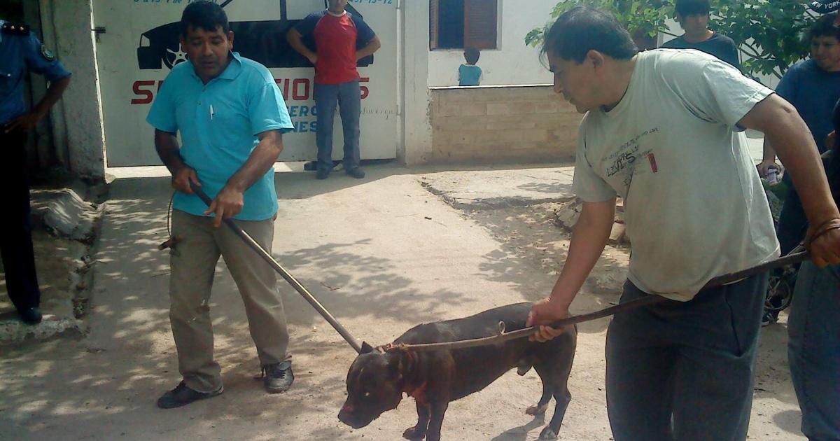 Cuatro Pitbulls sembraron paacutenico en una vivienda- una joven mujer terminoacute herida