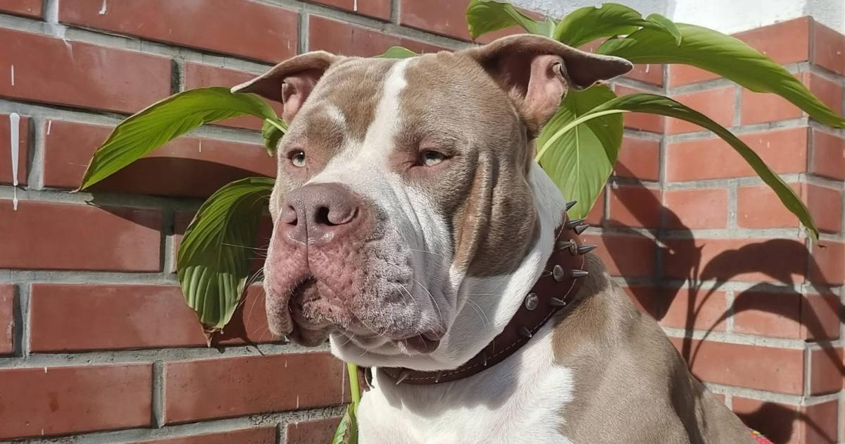 Un pitbull atacoacute a un nintildeo y le provocoacute heridas en el rostro