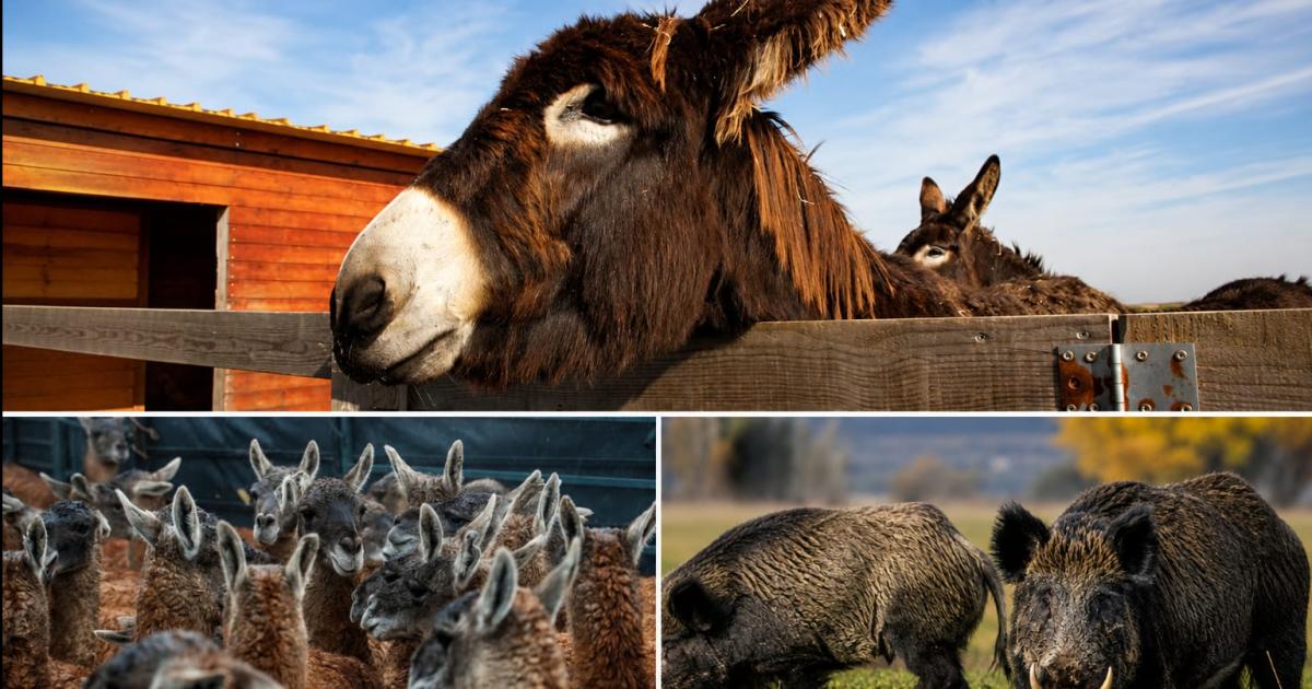 Una provincia impulsaraacute la venta de carnes salvajes