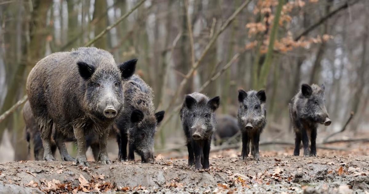 La provincia de Riacuteo Negro impulsaraacute la venta formal de carnes salvajes