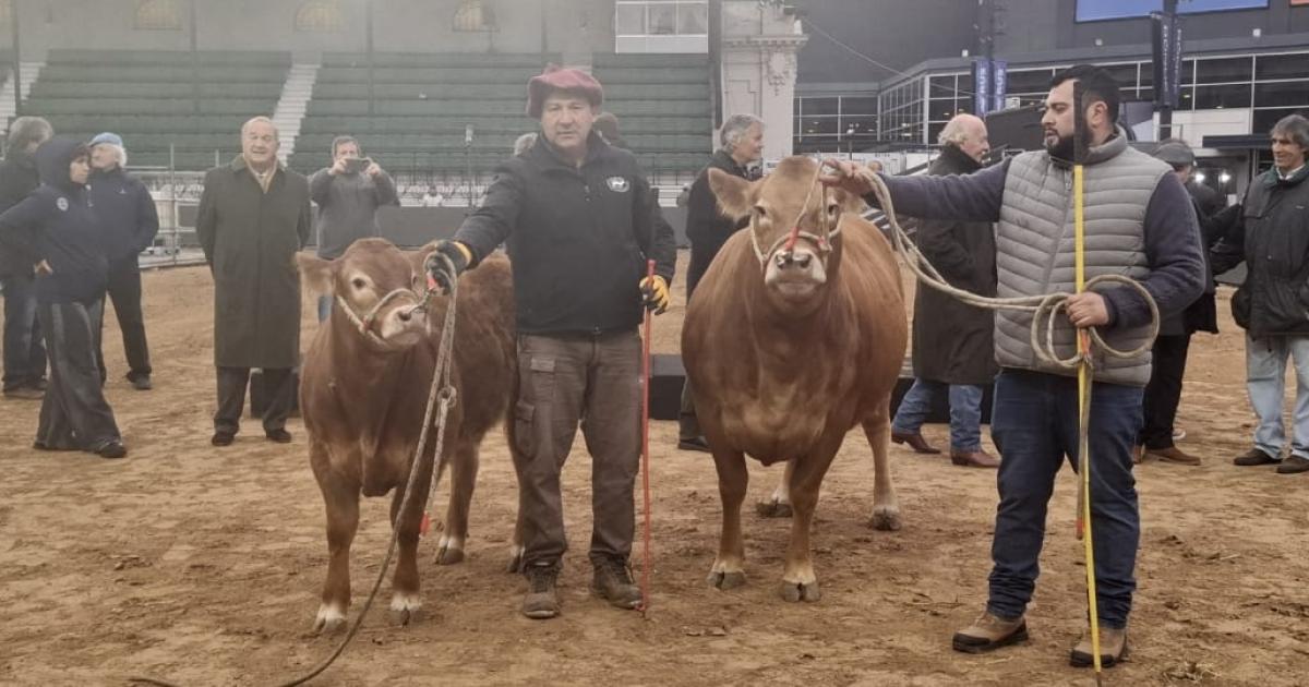 La Expo Rural 2026 abrioacute con la llegada de los primeros ejemplares vacunos