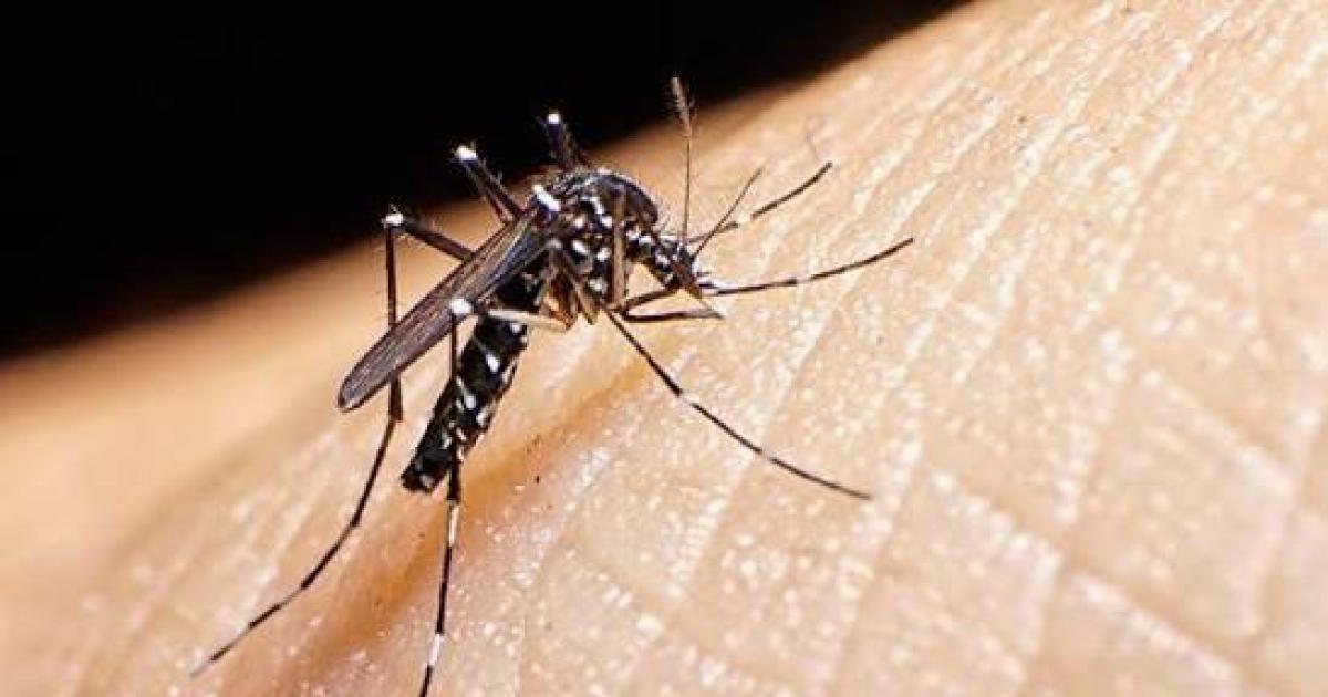 Chikungunya- revelan que fueron notificados trece nuevos casos