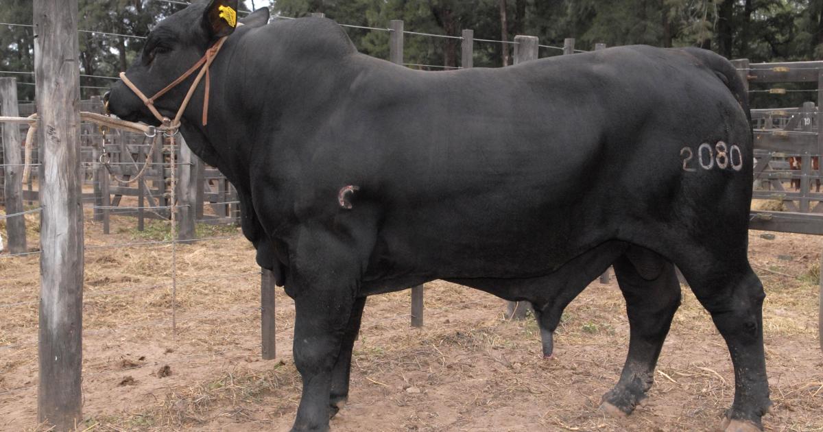 Faenaron un toro Braford valuado en 5000000