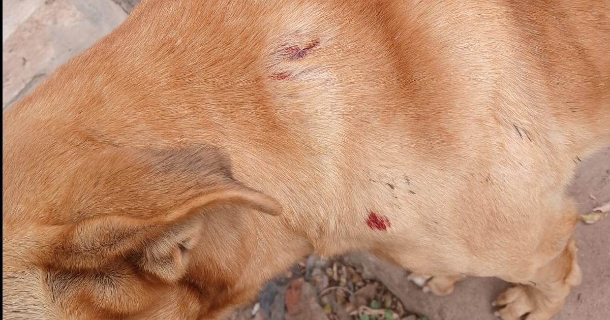 En confuso incidente un hombre atacoacute a tiros a un perro en Los Juriacutees