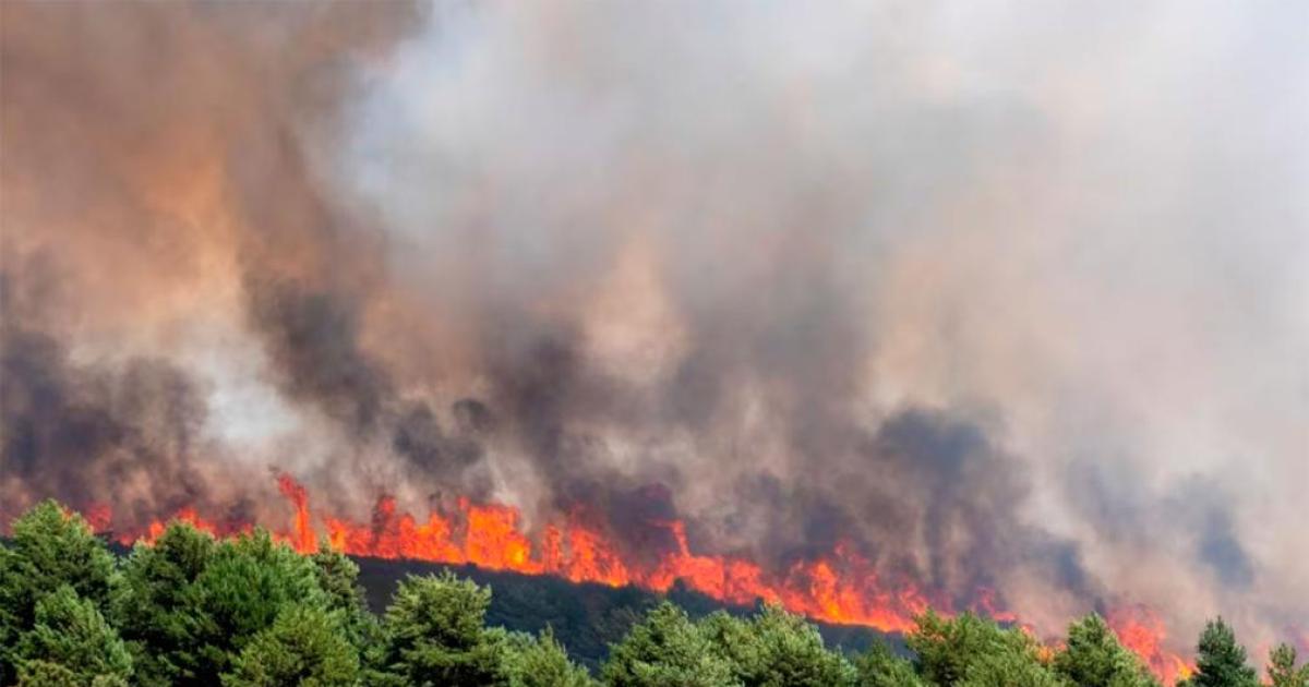 Devastador incendio forestal arrasoacute 32000 hectaacutereas en Espantildea