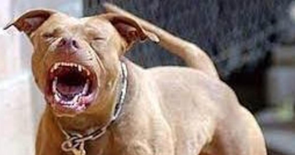 Nintildeo de 1 antildeo sufrioacute graves mordeduras de un Pitbull