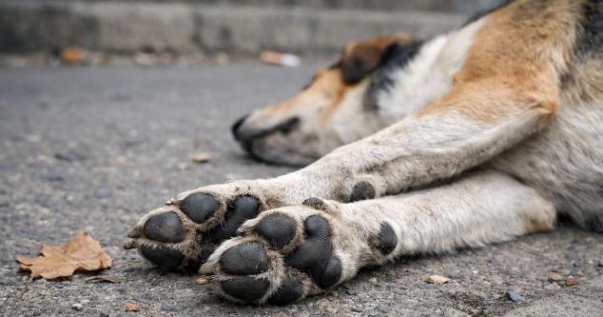 Preocupacioacuten- investigan la muerte de maacutes de 80 perros envenenados y buscan al responsable