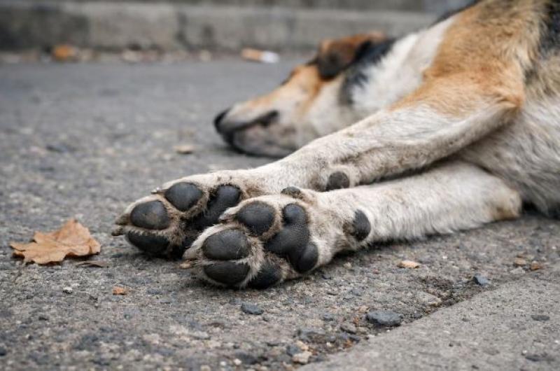 Preocupacioacuten- investigan la muerte de maacutes de 80 perros envenenados y buscan al responsable